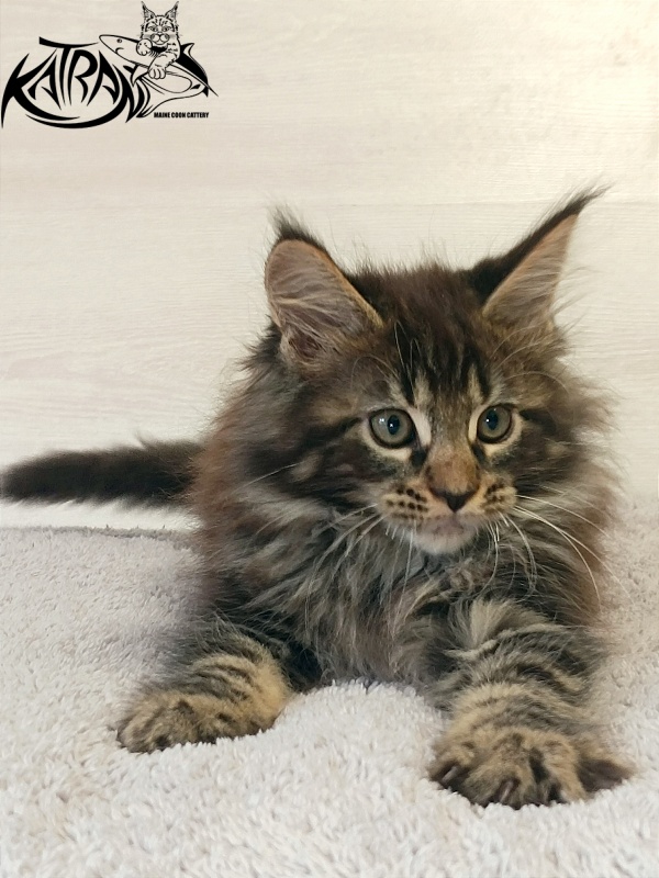 Katran Forest - Kitten maine-coon 2 months
