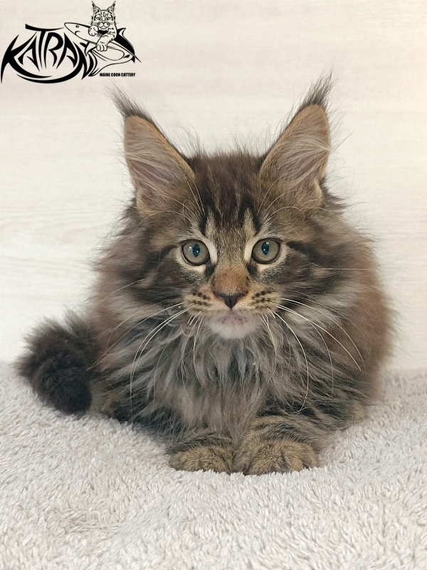 Katran Forest - Kitten maine-coon 2 months