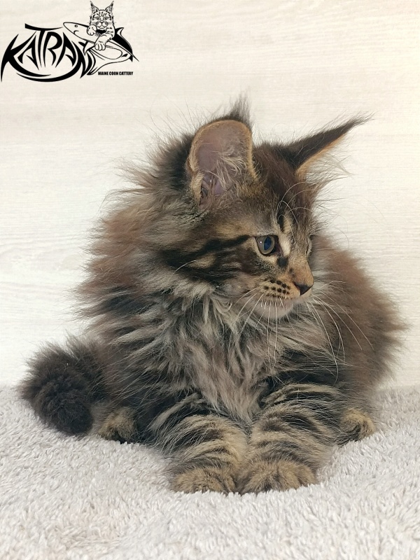Katran Forest - Kitten maine-coon 2 months