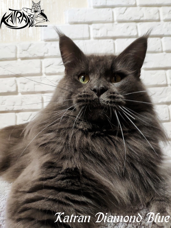 Katran Diamond Blue - Adult maine-coon 1 year 8 months
