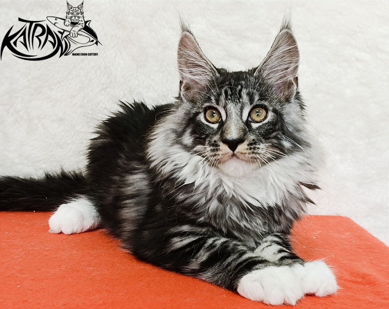Katran Figaro - Котенок мейн-кун 3 месяца 1,5 неделя