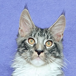 Katran Figaro