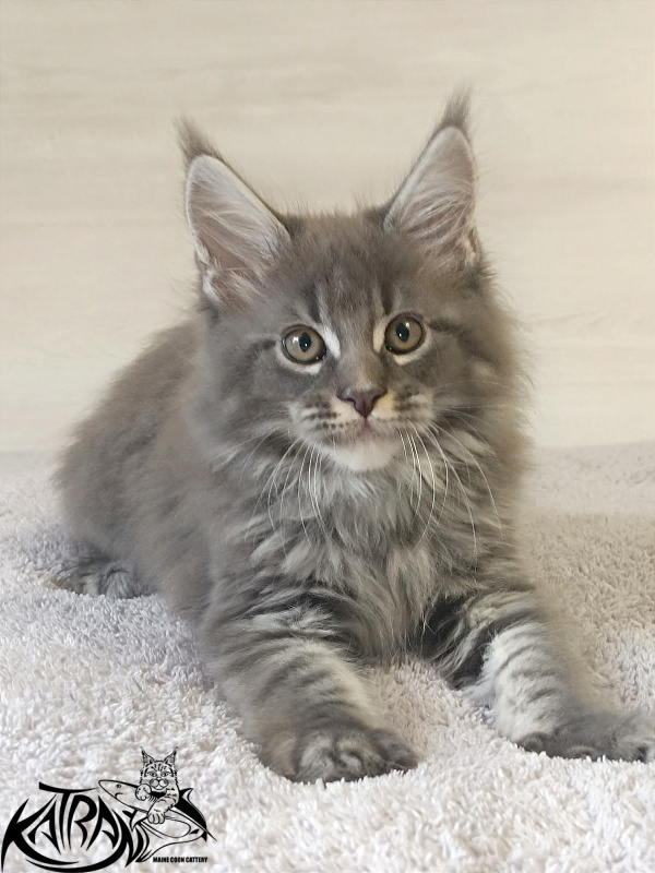 Katran Fantom - Kitten maine-coon 2 months