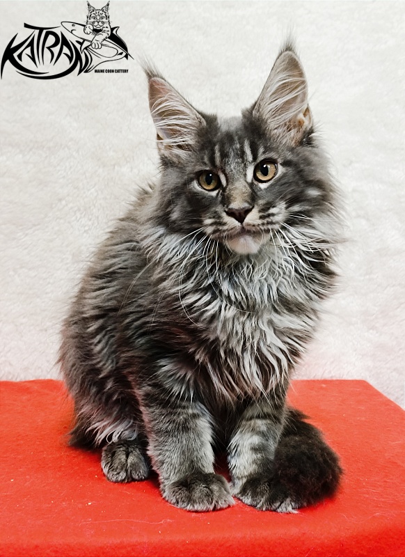 Katran Fantom - Kitten maine-coon 3 months 1.5 week