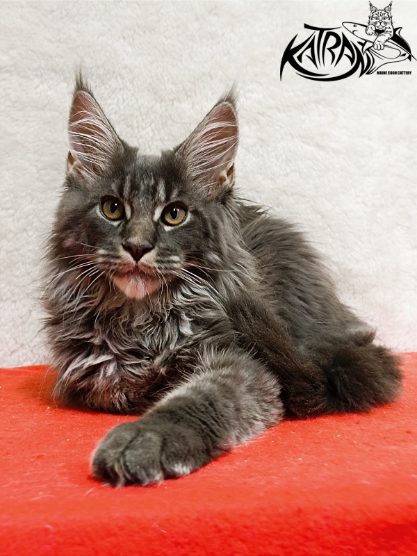 Katran Fantom - Kitten maine-coon 3 months 1.5 week