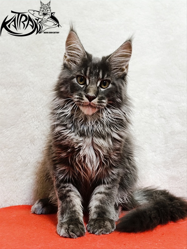 Katran Fantom - Kitten maine-coon 3 months 1.5 week
