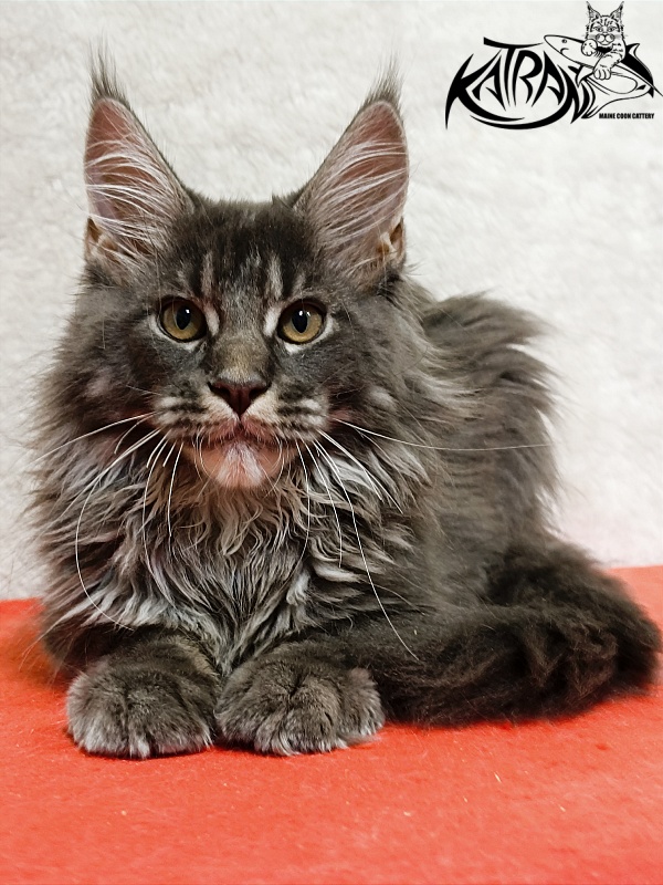 Katran Fantom - Kitten maine-coon 3 months 1.5 week