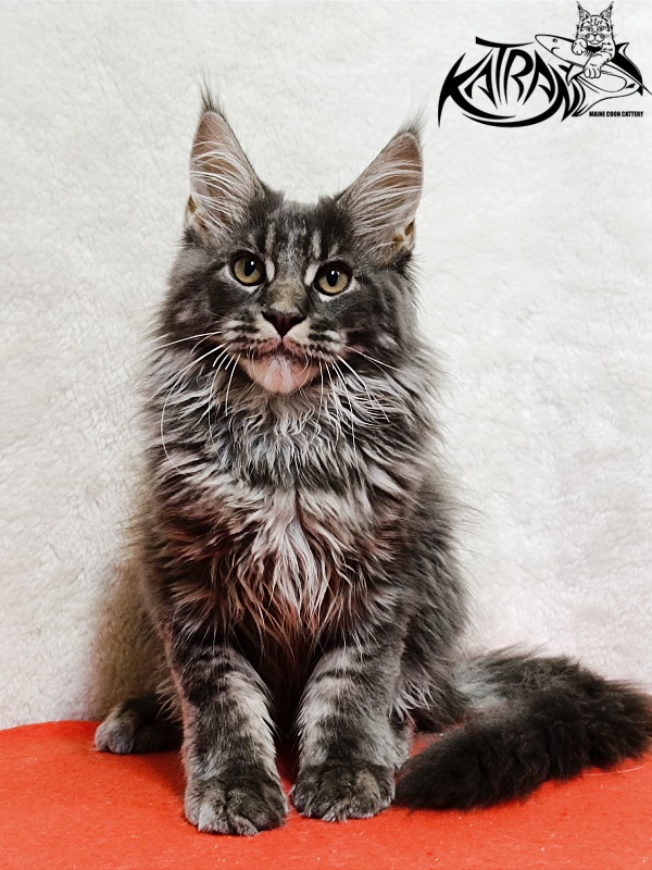 Katran Fantom - Kitten maine-coon 3 months 1.5 week