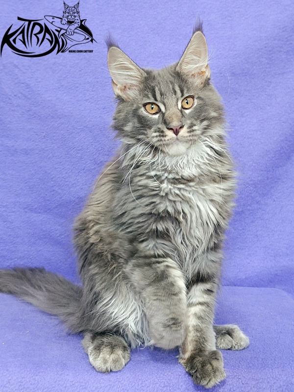 Katran Fantom - Kitten maine-coon 4 months
