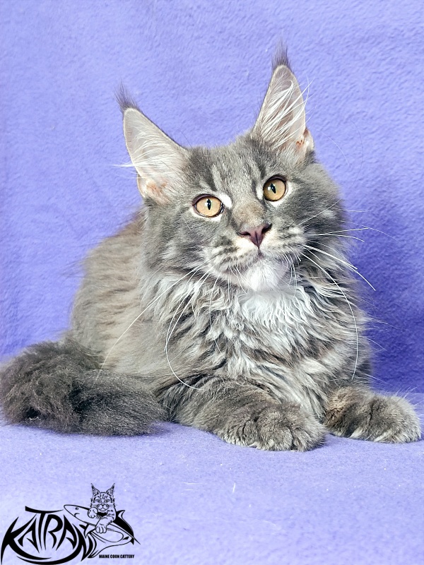 Katran Fantom - Kitten maine-coon 4 months