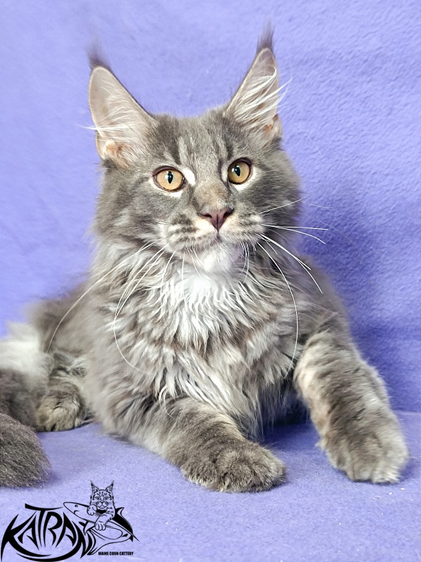 Katran Fantom - Kitten maine-coon 4 months