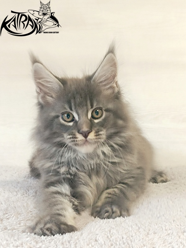 Katran Fantom - Kitten maine-coon 2 months