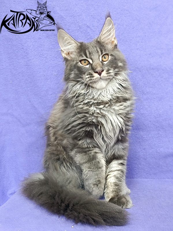 Katran Fantom - Kitten maine-coon 4 months