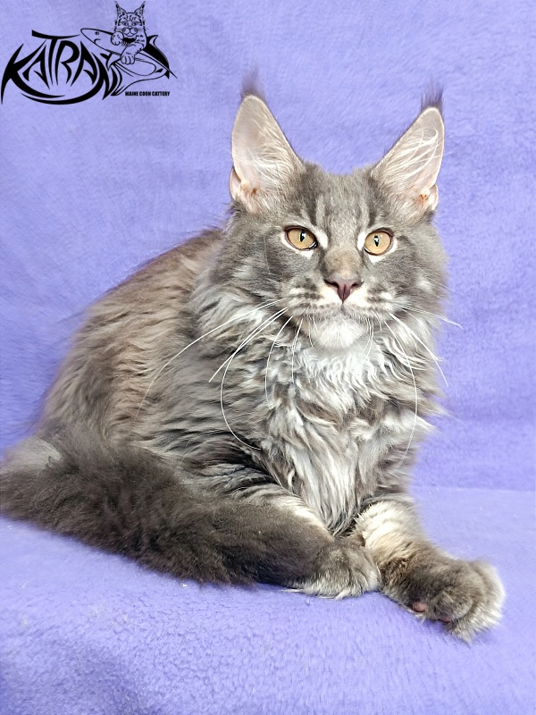 Katran Fantom - Kitten maine-coon 4 months