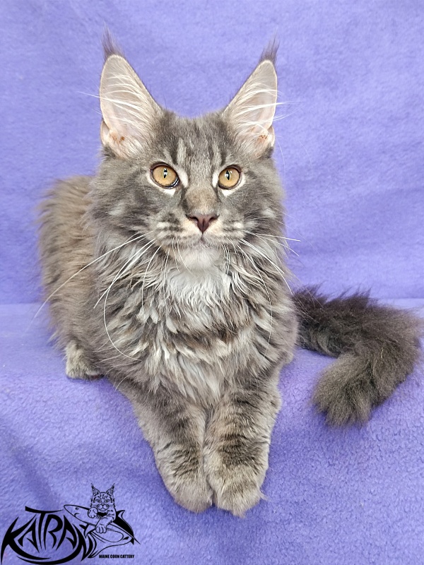 Katran Fantom - Kitten maine-coon 4 months