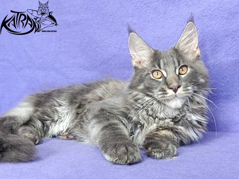 Katran Fantom - Kitten maine-coon 4 months