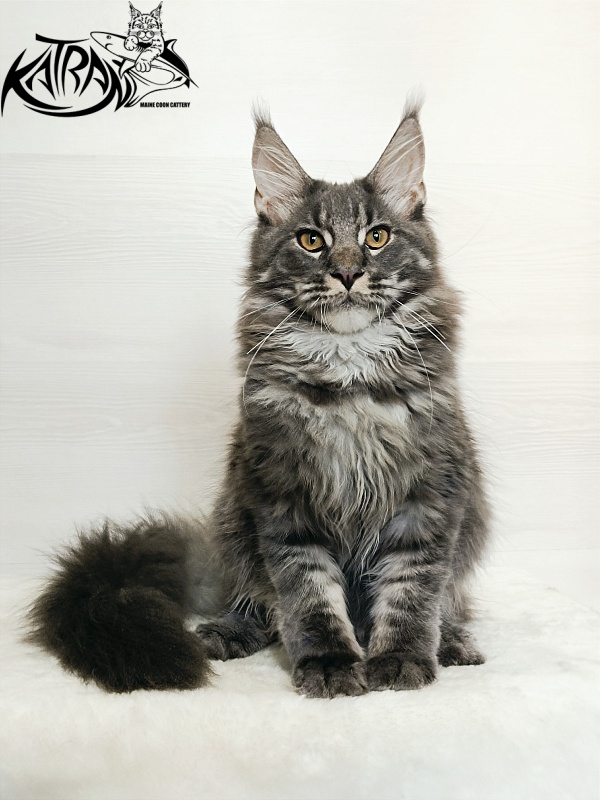 Katran Fantom - Kitten maine-coon 5.5 months