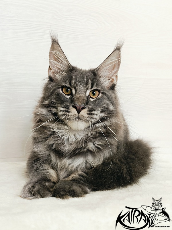 Katran Fantom - Kitten maine-coon 5.5 months