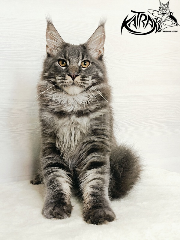 Katran Fantom - Kitten maine-coon 5.5 months