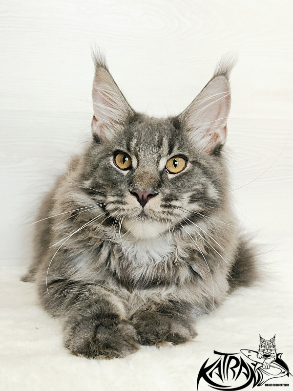 Katran Fantom - Kitten maine-coon 5.5 months