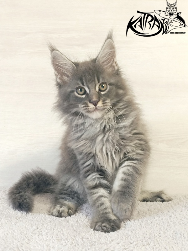Katran Fantom - Kitten maine-coon 2 months