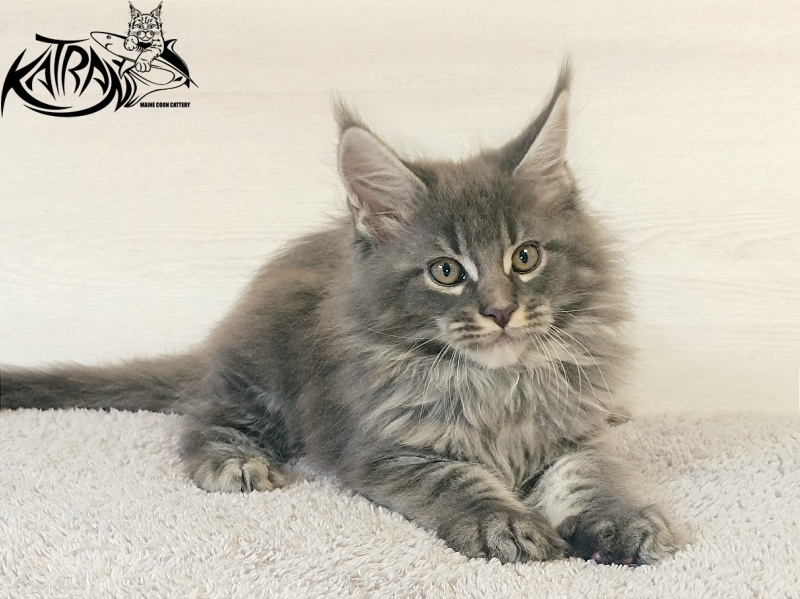 Katran Fantom - Kitten maine-coon 2 months
