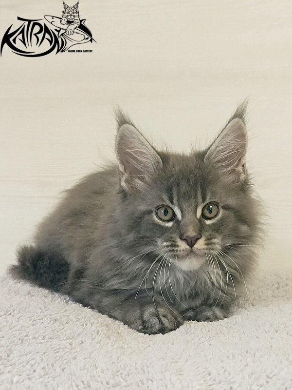 Katran Fantom - Kitten maine-coon 2 months