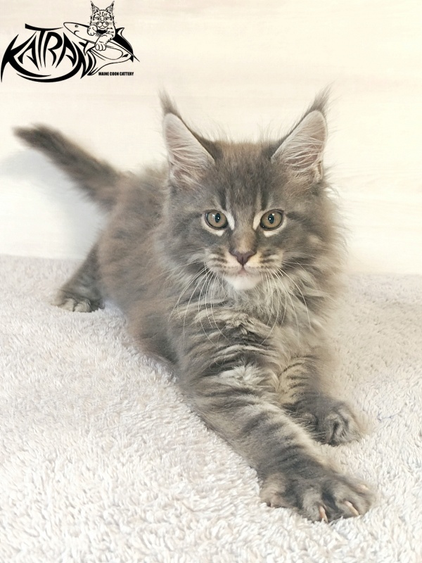 Katran Fantom - Kitten maine-coon 2 months