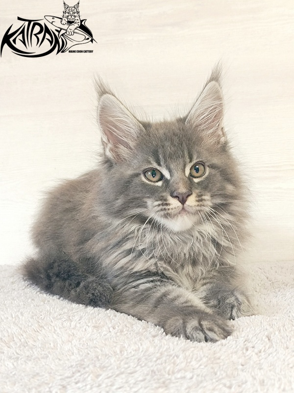 Katran Fantom - Kitten maine-coon 2 months