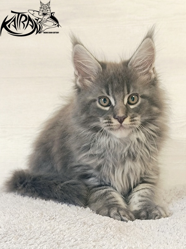 Katran Fantom - Kitten maine-coon 2 months