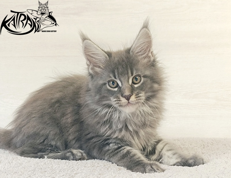 Katran Fantom - Kitten maine-coon 2 months