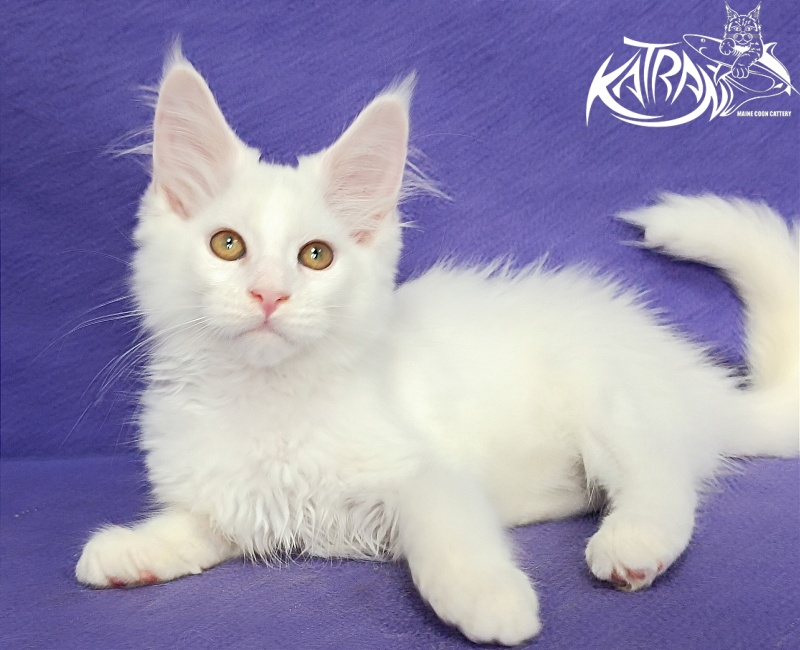 Katran Gabriella - Kitten maine-coon 3 months