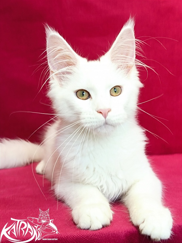 Katran Gabriella - Kitten maine-coon 4 months