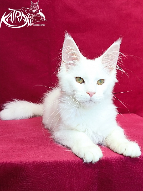 Katran Gabriella - Kitten maine-coon 4 months