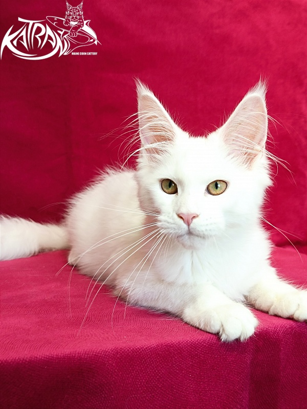 Katran Gabriella - Kitten maine-coon 4 months