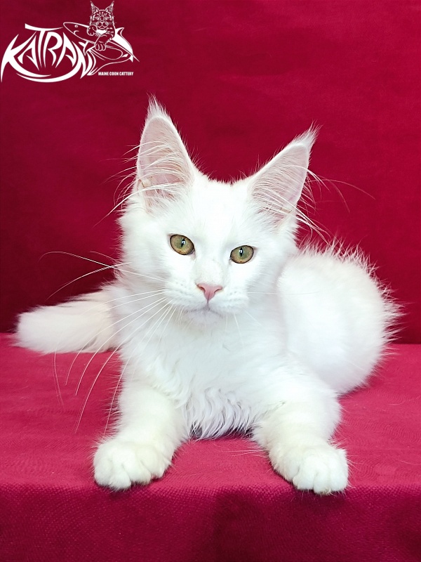 Katran Gabriella - Kitten maine-coon 4 months