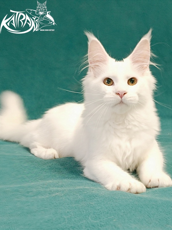 Katran Gabriella - Kitten maine-coon 5 months