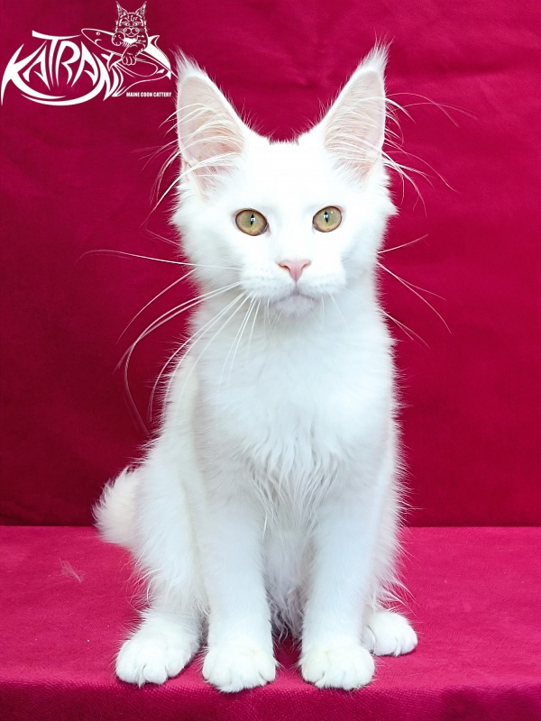Katran Gabriella - Kitten maine-coon 4 months