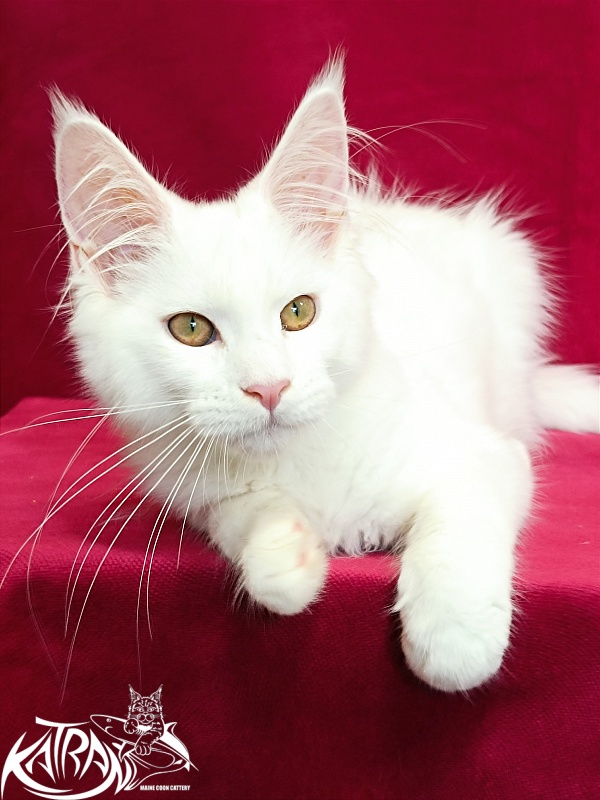 Katran Gabriella - Kitten maine-coon 4 months