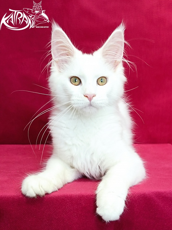 Katran Gabriella - Kitten maine-coon 4 months