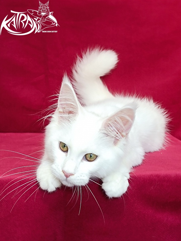 Katran Gabriella - Kitten maine-coon 4 months