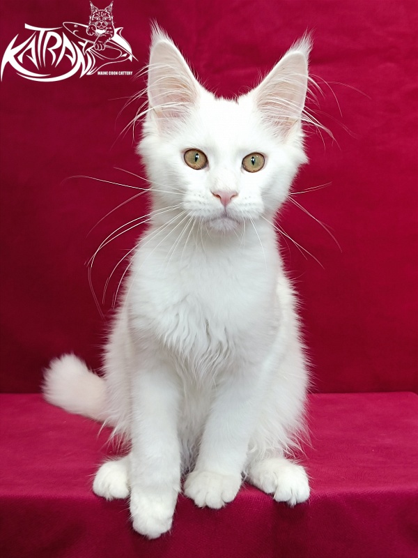 Katran Gabriella - Kitten maine-coon 4 months