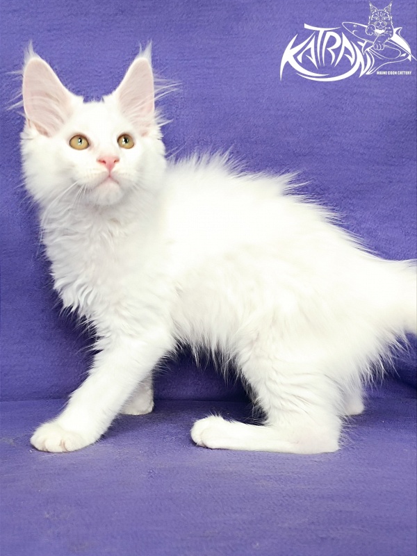 Katran Gabriella - Kitten maine-coon 3 months
