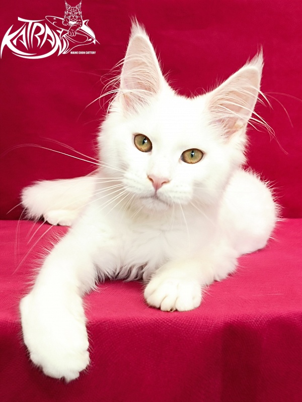 Katran Gabriella - Kitten maine-coon 4 months
