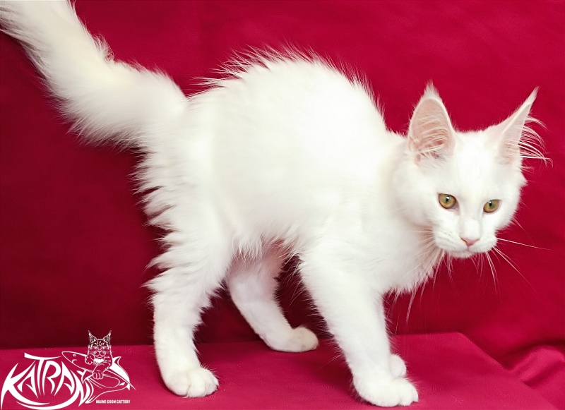 Katran Gabriella - Kitten maine-coon 4 months