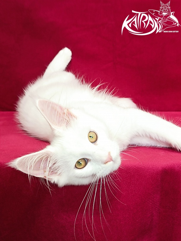 Katran Gabriella - Kitten maine-coon 4 months