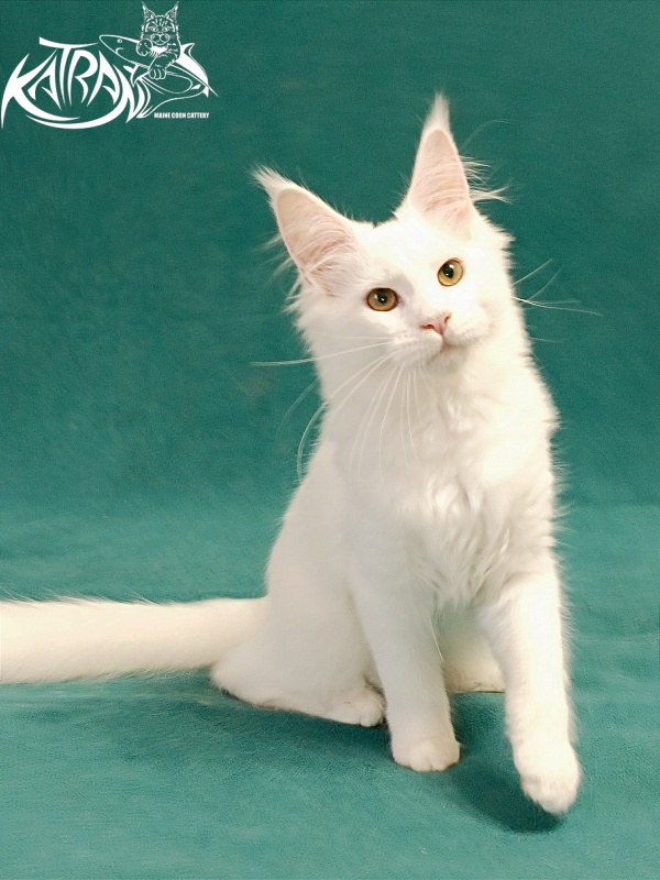 Katran Gabriella - Kitten maine-coon 5 months