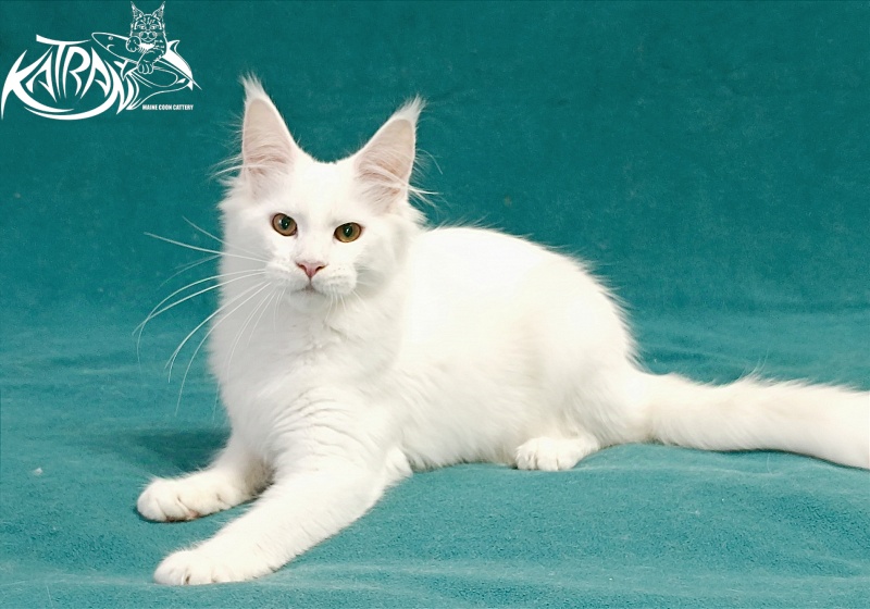 Katran Gabriella - Kitten maine-coon 5 months