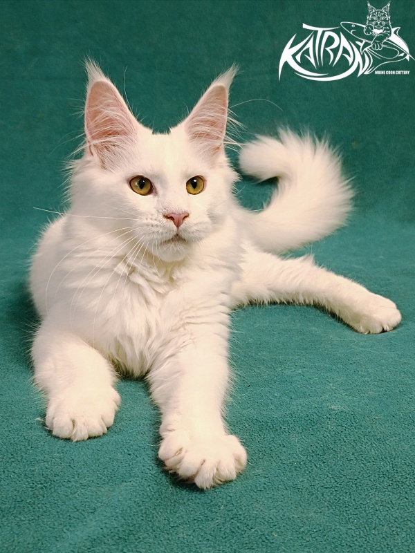 Katran Gabriella - Kitten maine-coon 5 months