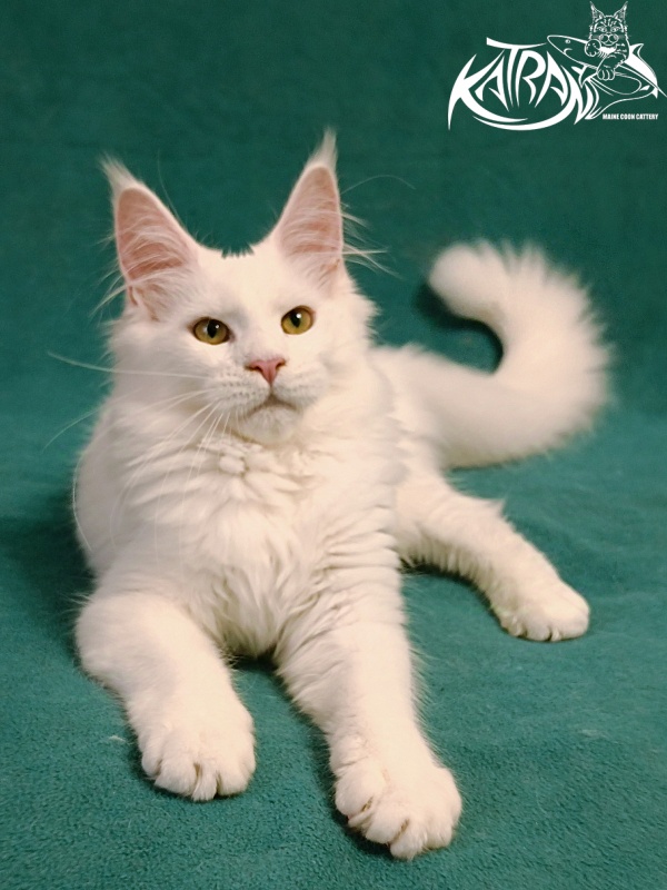 Katran Gabriella - Kitten maine-coon 5 months